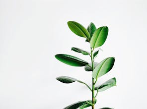 So Health Co. gallery image