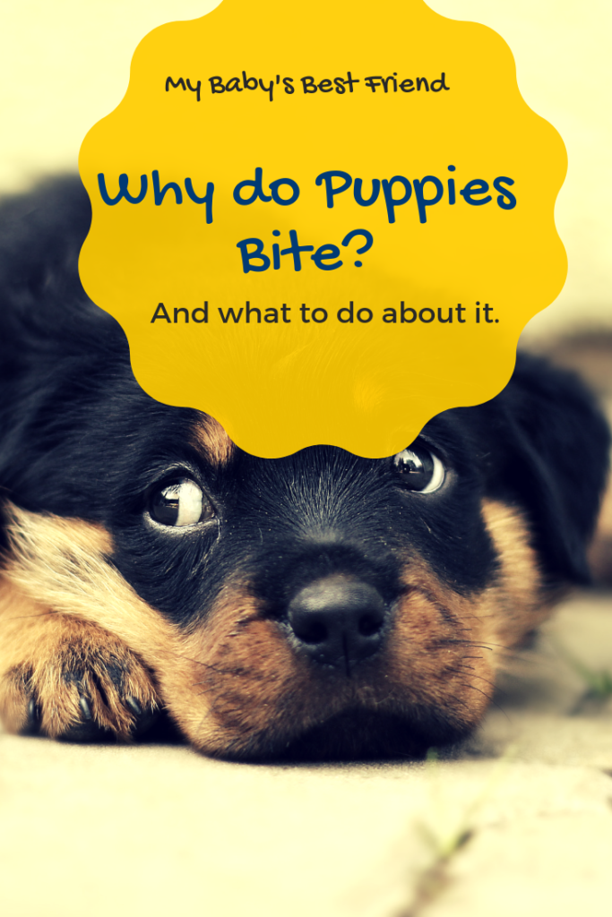 How To Stop A Puppy From Biting Guide