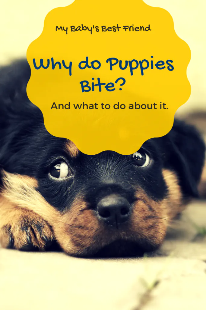 How To Stop A Puppy From Biting Guide