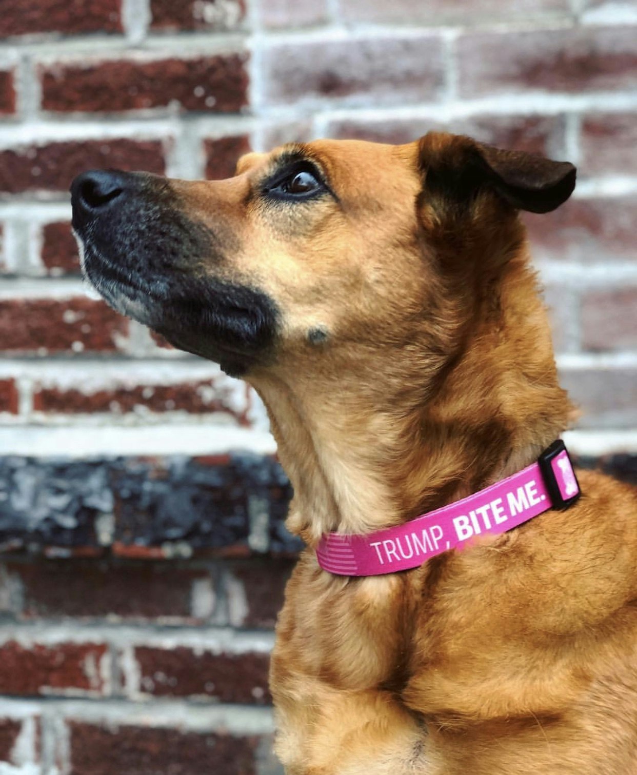 No Treat For Trump gallery image