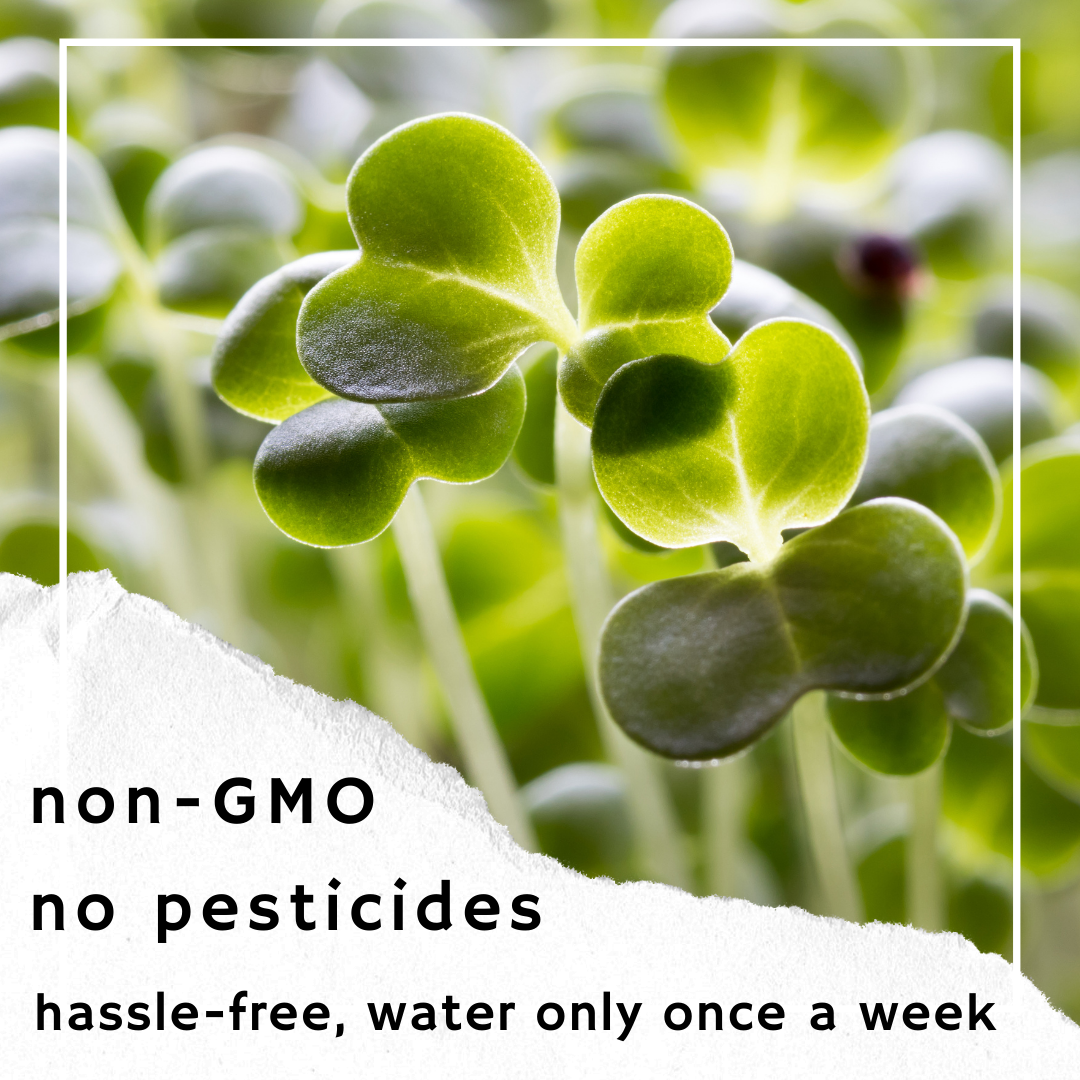 Ecofrindly, fresh, and tasty superfood  gallery image
