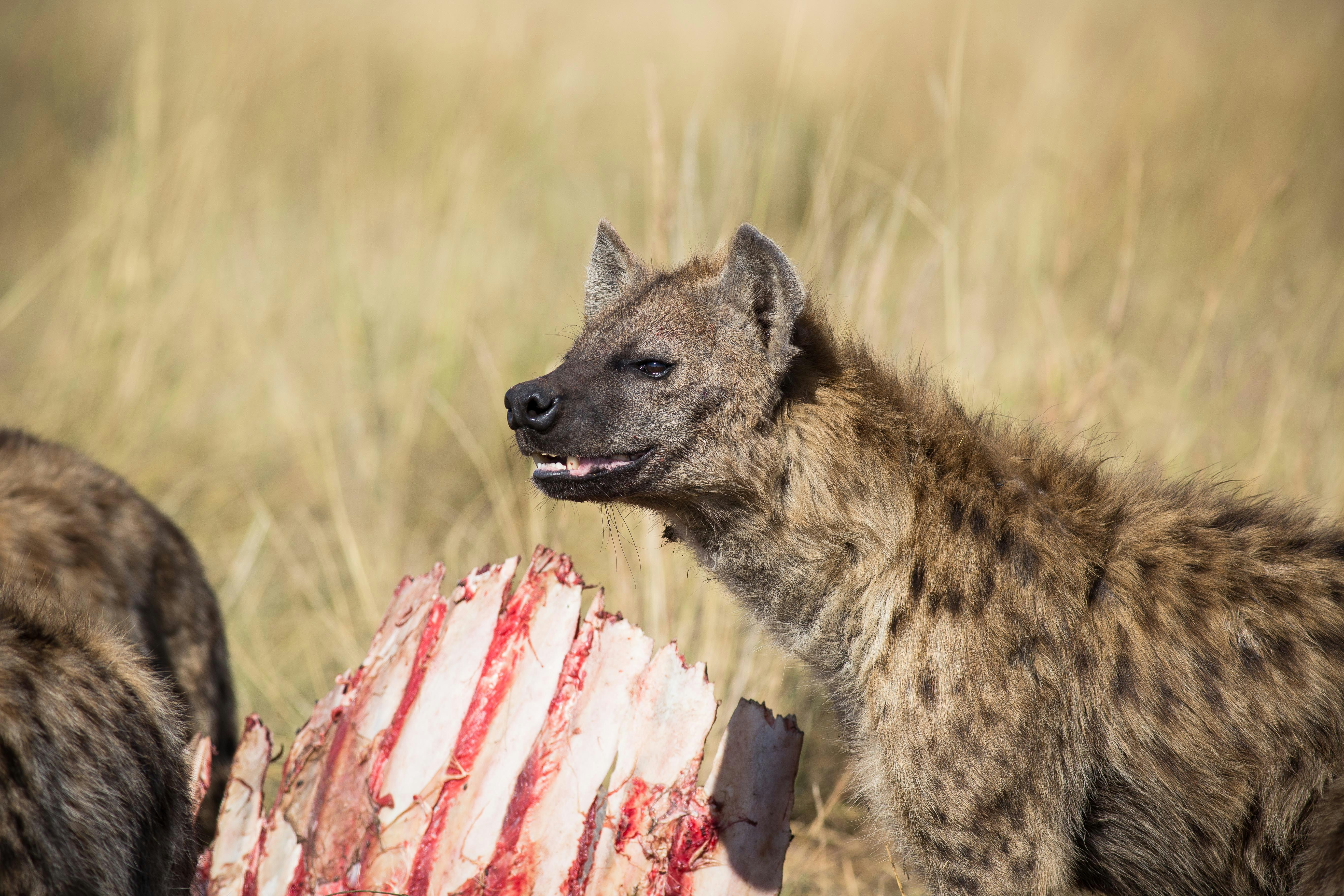 Kenya Bush and Beach Safari Holiday gallery image