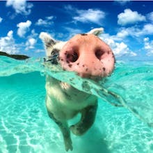 LinkPig.co gallery image