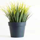 Plant Images for Presentations
