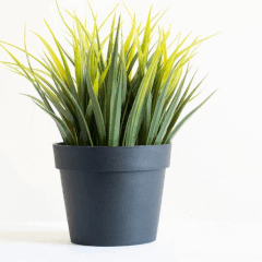 Images de plante pour les présentations