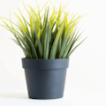 Plant Images for Presentations