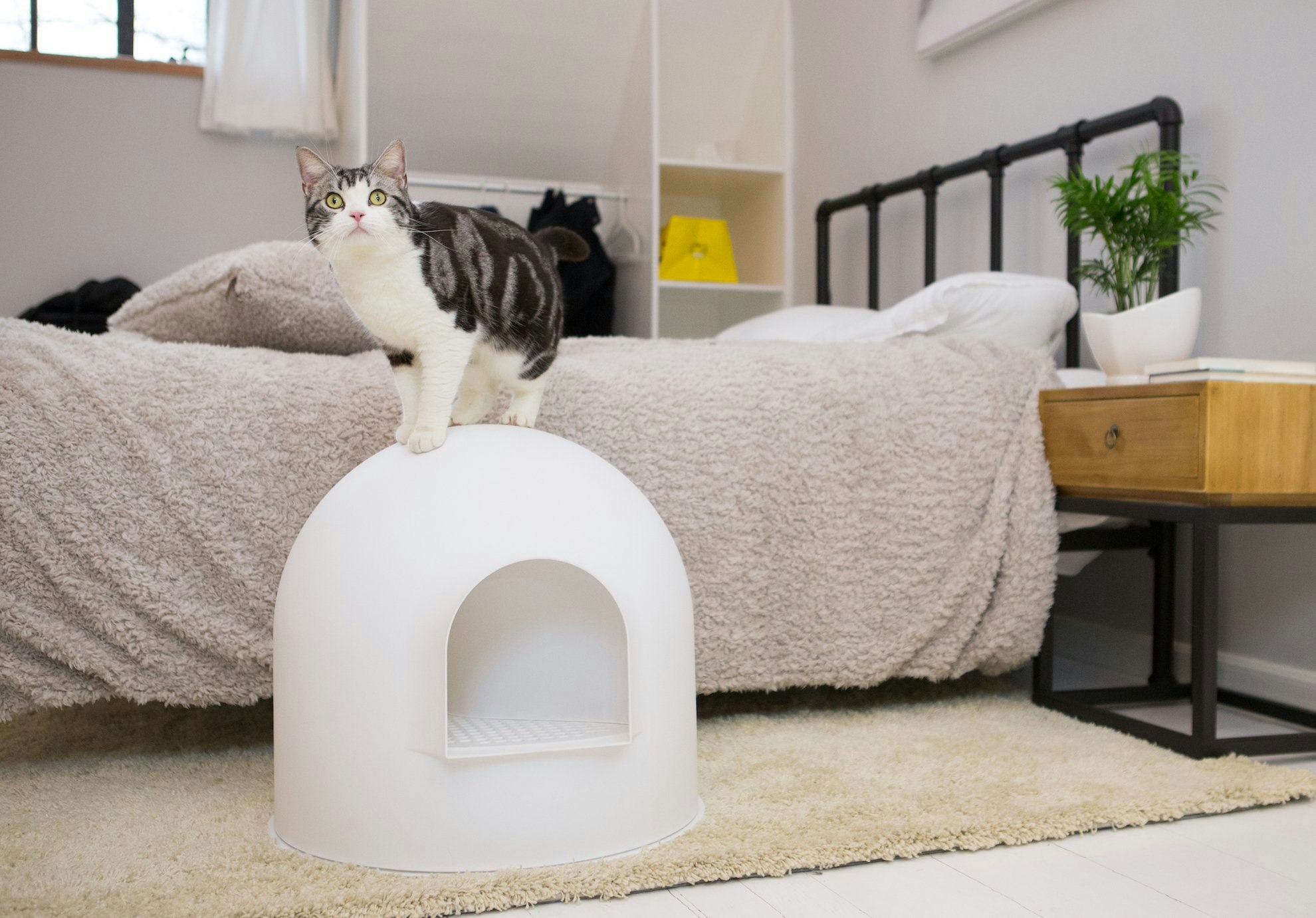 Want an invisible litter box? - try this! pidan igloo litter box gallery image