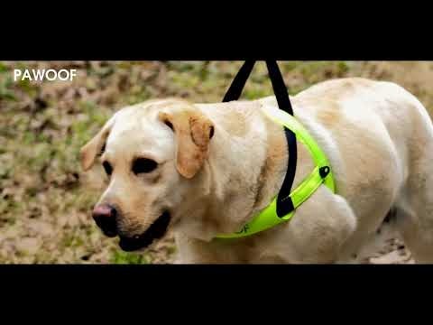 Dog Harness gallery image