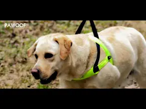 Dog Harness gallery image