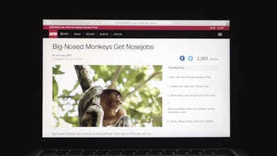 NFN (Nice Fake News) gallery image