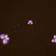 Strawberry Moon: An Interactive Journey