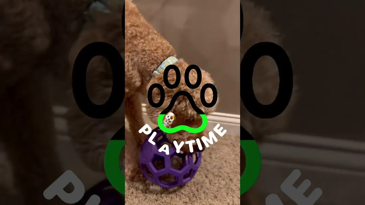 Zoomie - Dog Activity Tacker gallery image