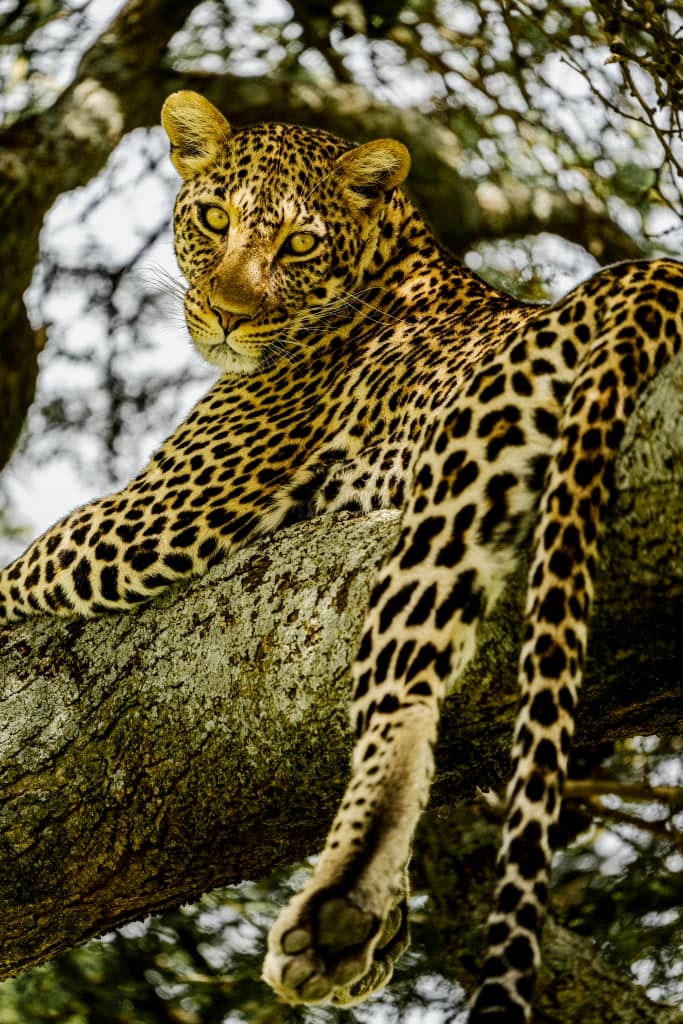 Africantrust Safari gallery image