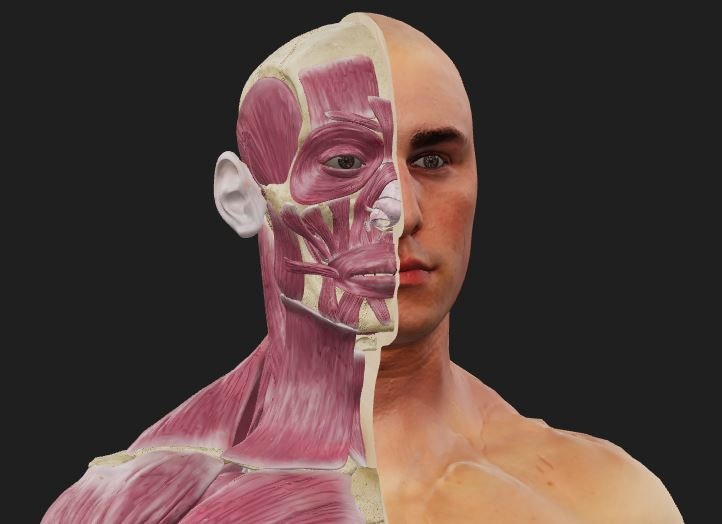 Artis Penonton Anatomi 3D