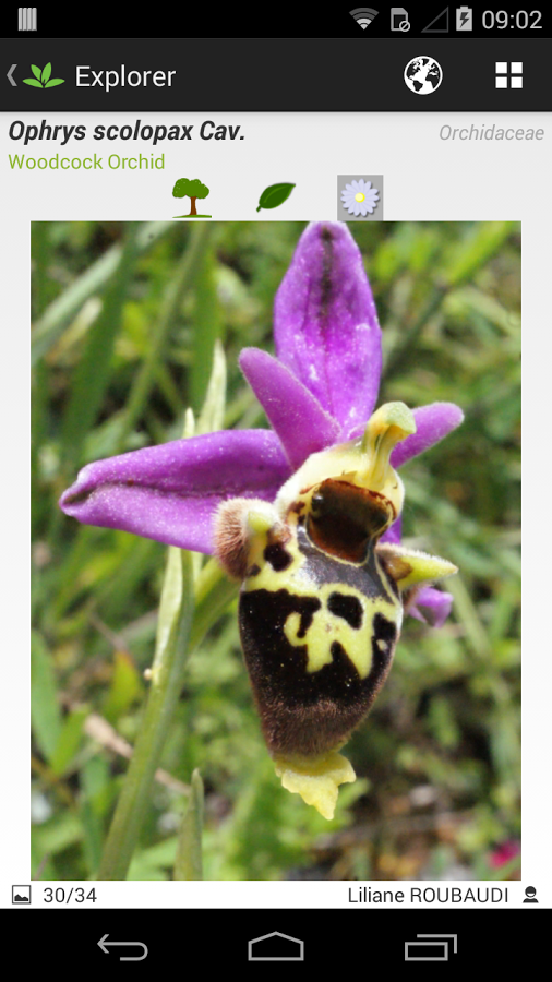 PlantNet gallery image