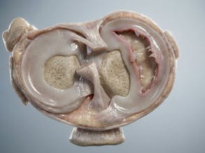 Natomy AI gallery image