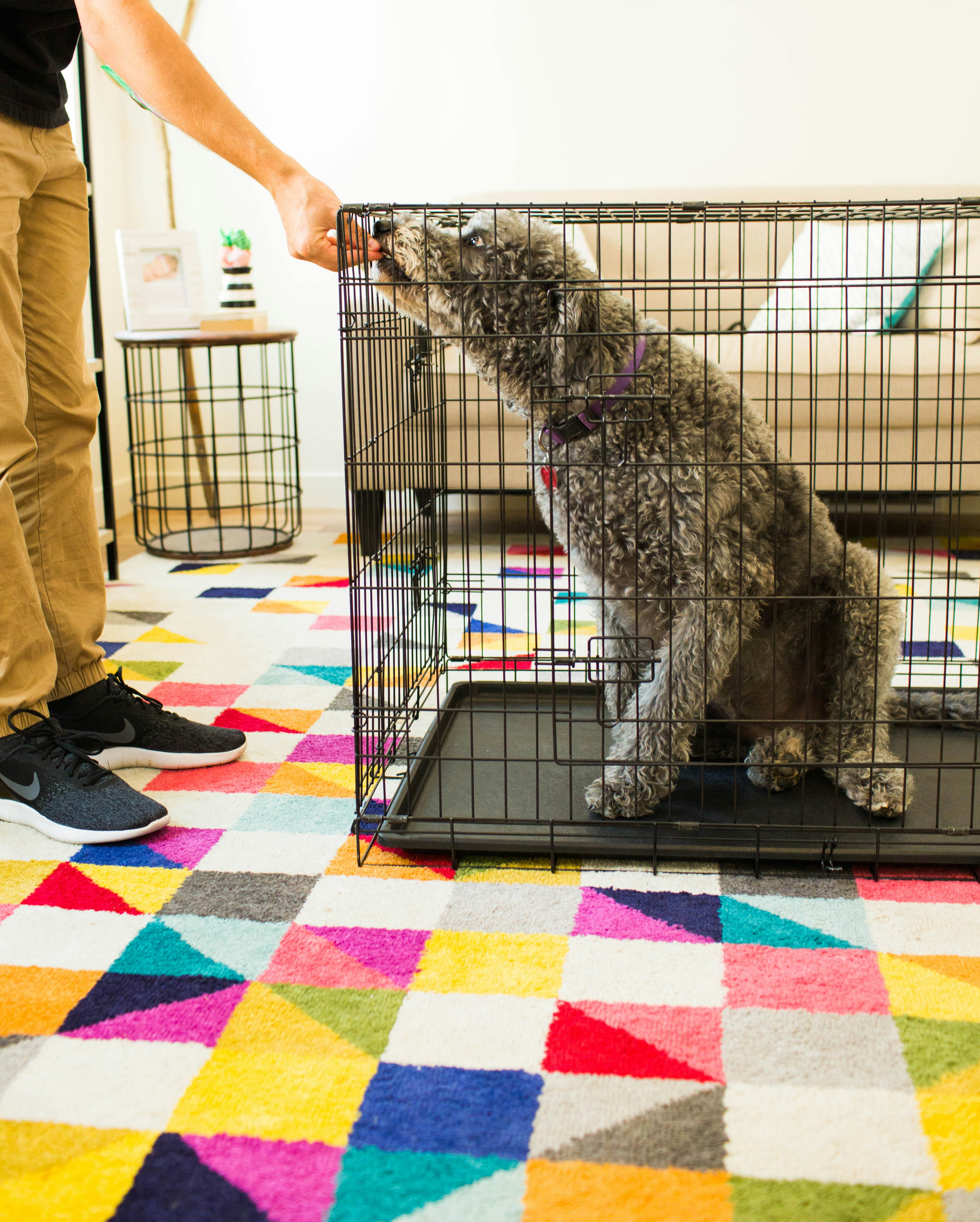 30 Day Perfect Pup with Zak George gallery image