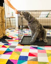 30 Day Perfect Pup with Zak George gallery image