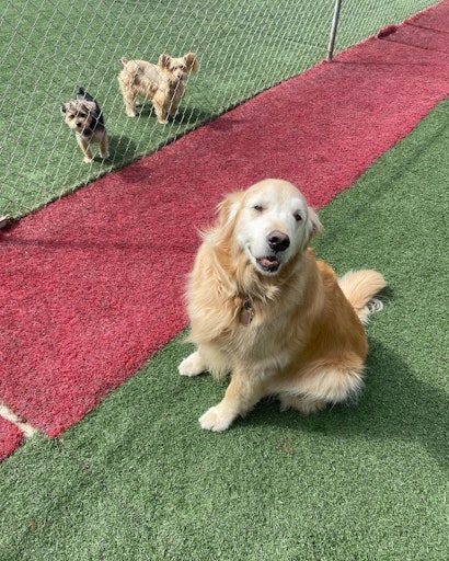 Dog Boarding Services Product Information Latest Updates And Dog Boarding Services Product Information Latest Updates And