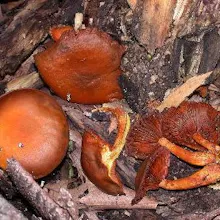 Order Magic Mushrooms Online gallery image
