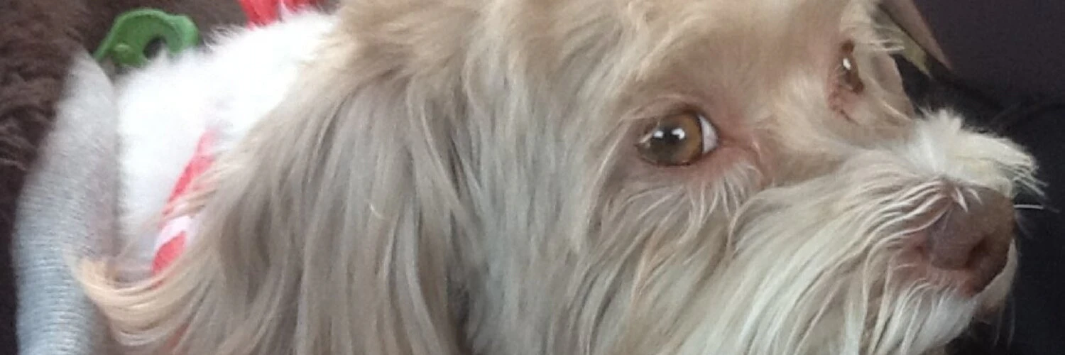 Craig App Man Caruso cover