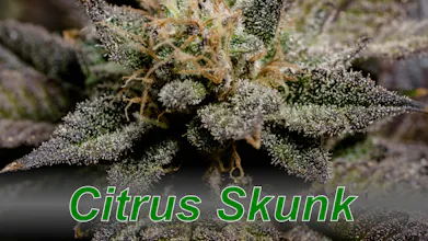 Citrus Skunk gallery image