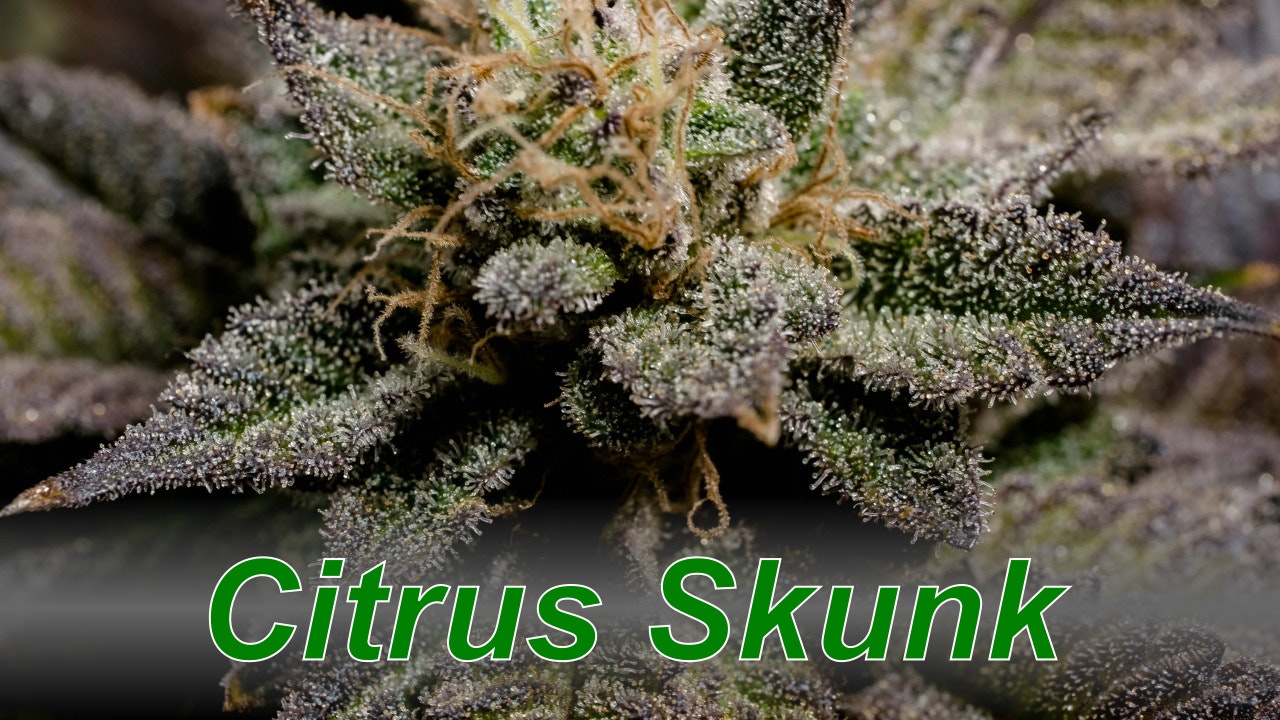 Citrus Skunk media 1