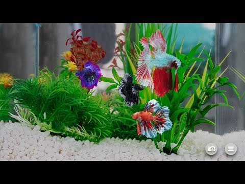 Betta Fish - Virtual Aquarium gallery image