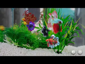 Betta Fish - Virtual Aquarium gallery image