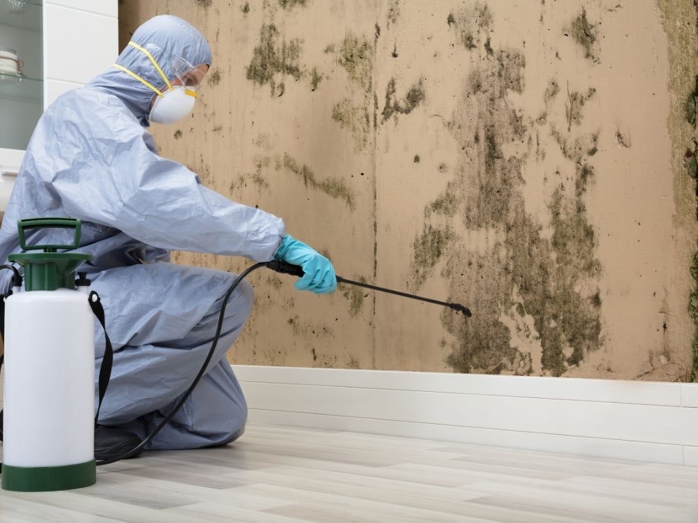 Best Mold Abatement Vacaville Services