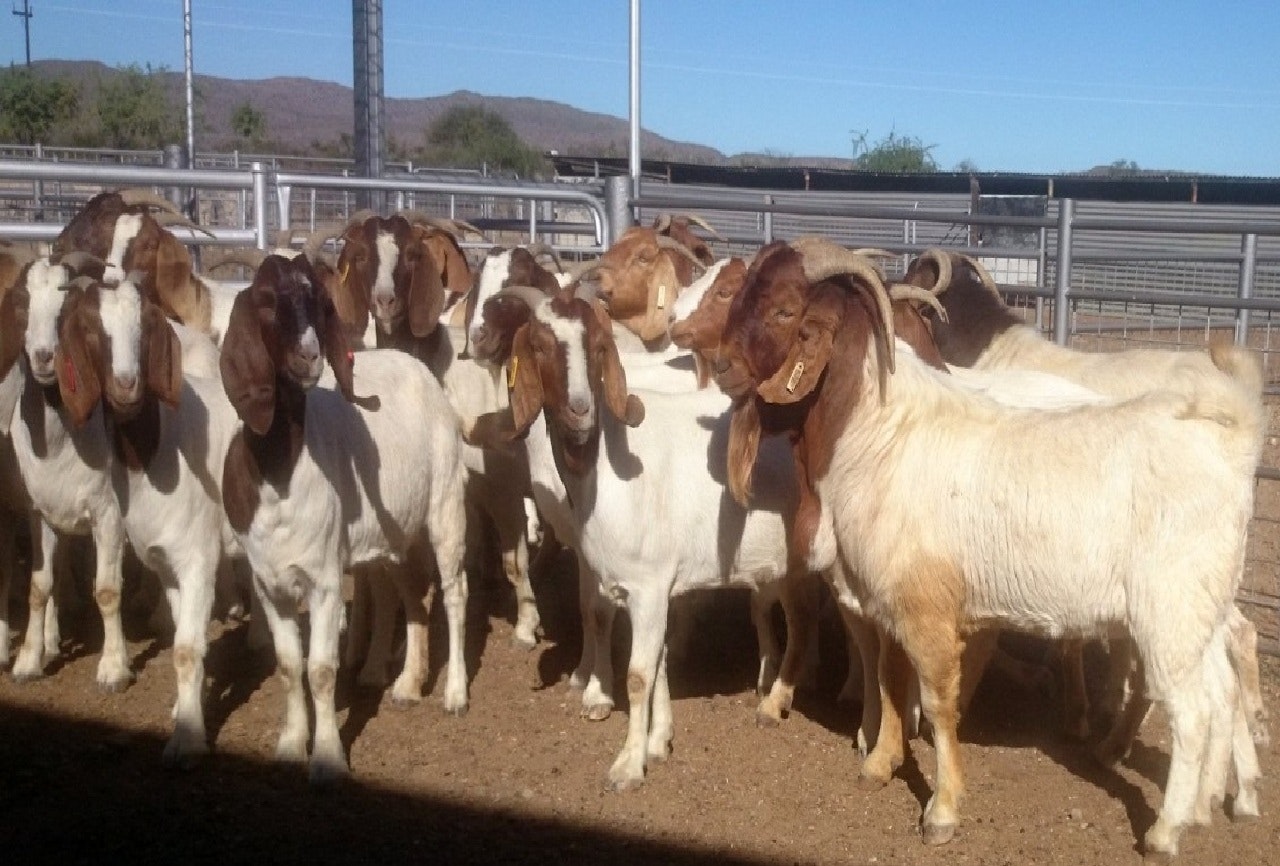 Livestock & poultry sale +27631521991