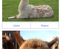 Llama or Alpaca media 2