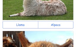 Llama or Alpaca media 2