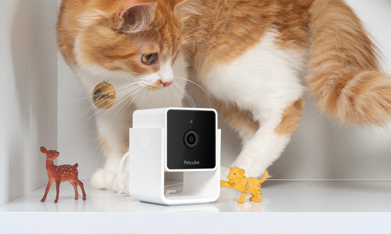 Petcube Cam gallery image