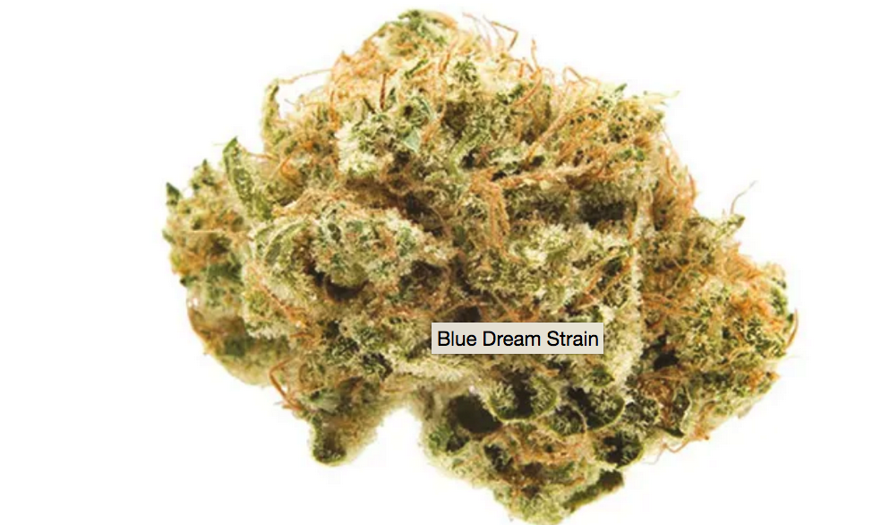 Blue Dream Strain