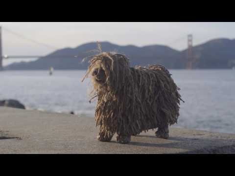 Soshee - Robot Social Media Reaction Dog gallery image