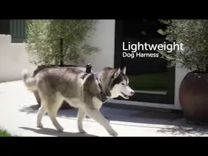 Dog wearable camera gallery image