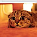 Giphy Tab