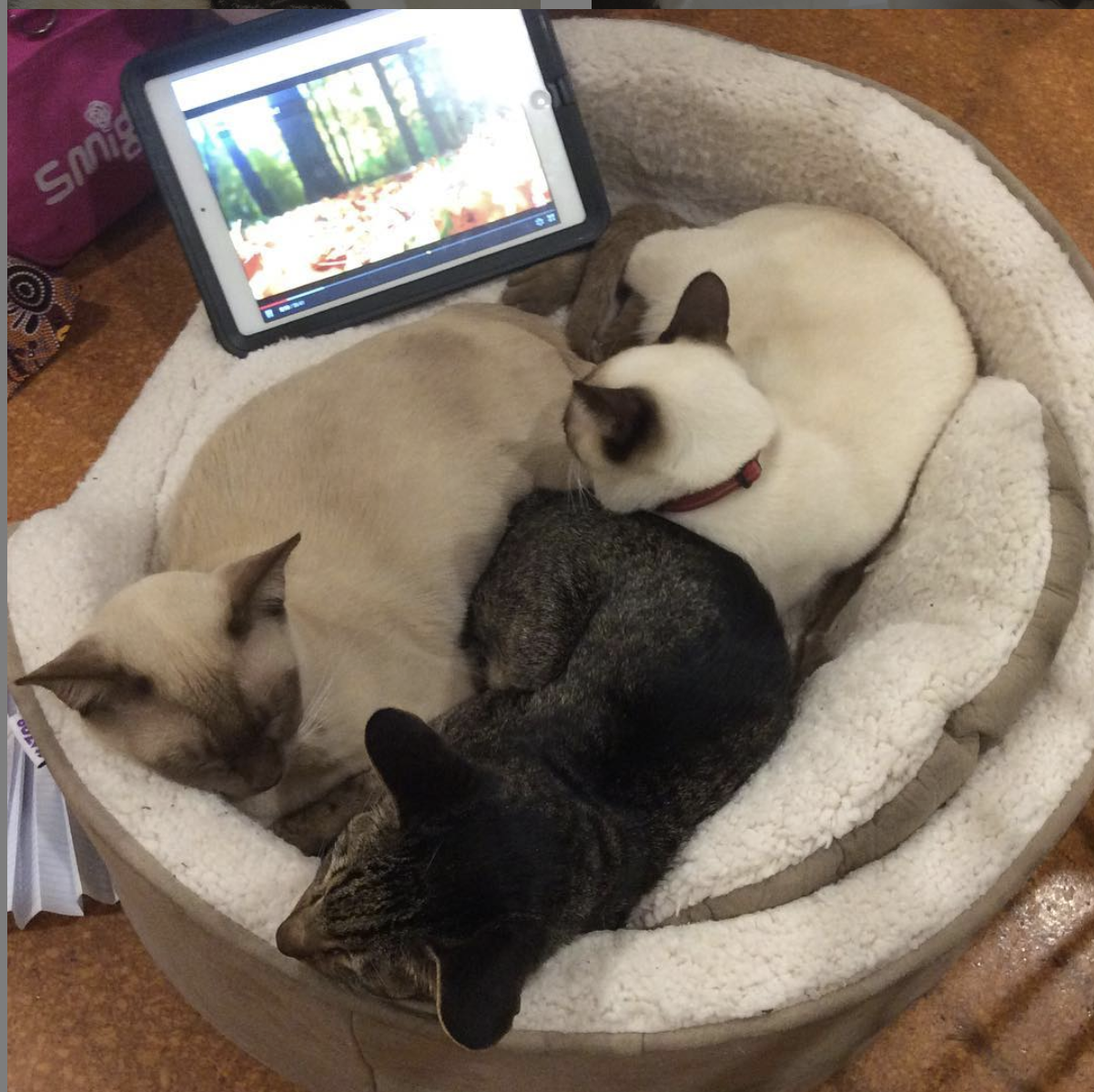 RelaxMyCat gallery image