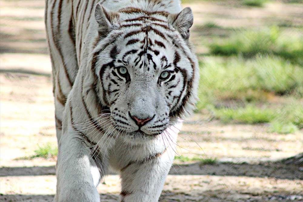 Tiger World 2017 calendar gallery image