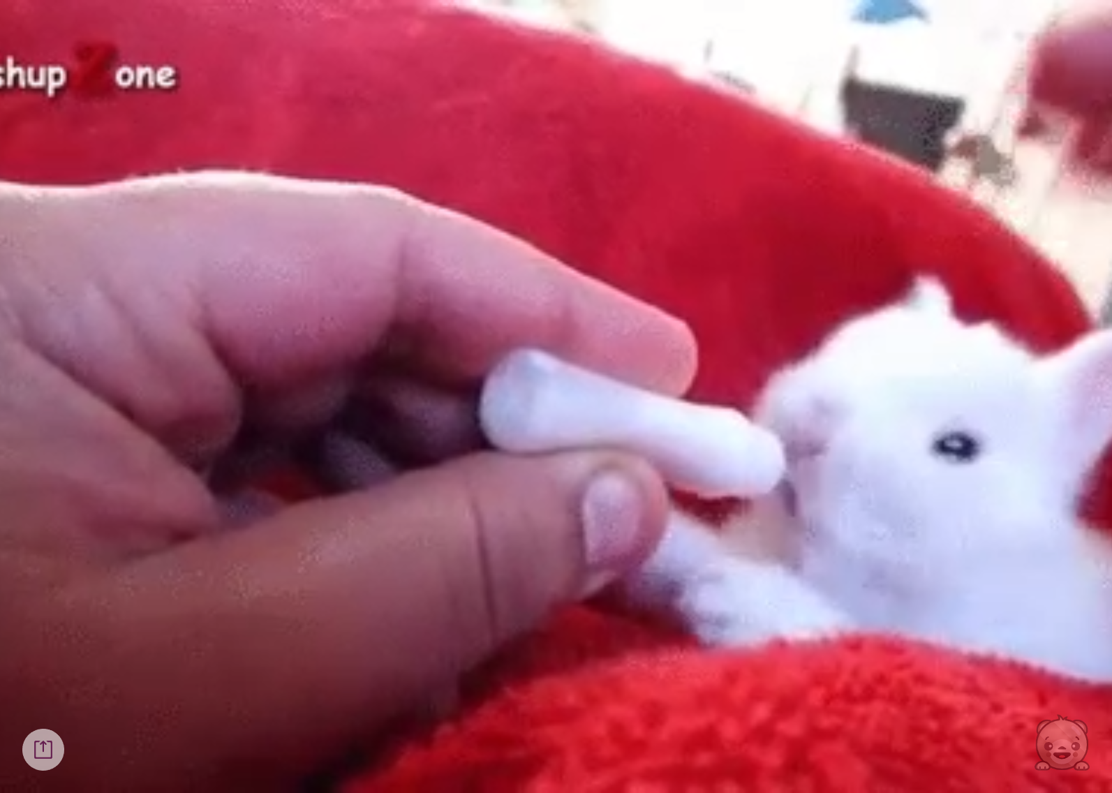 Cute Roulette gallery image