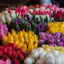 ABDO Florist