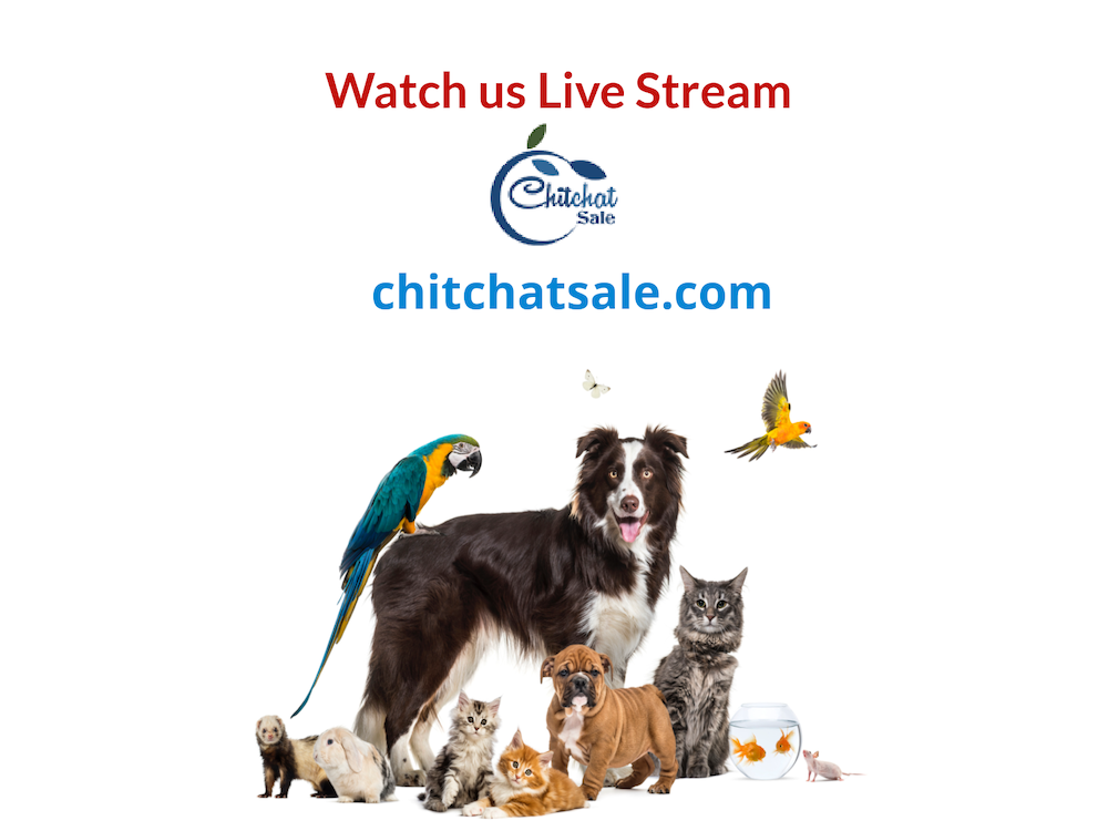 chitchatsale.com - Платформа рынка подрывной электронной коммерции медиа 2