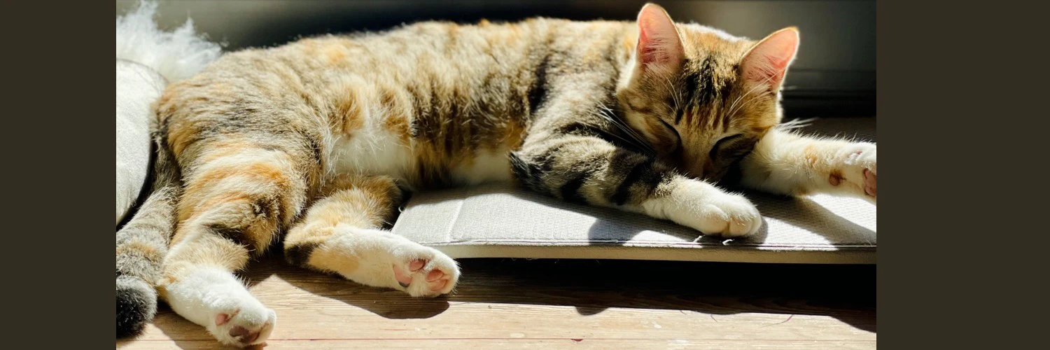 Claudia Crotti cover