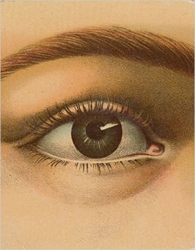 John Derian Picture Book