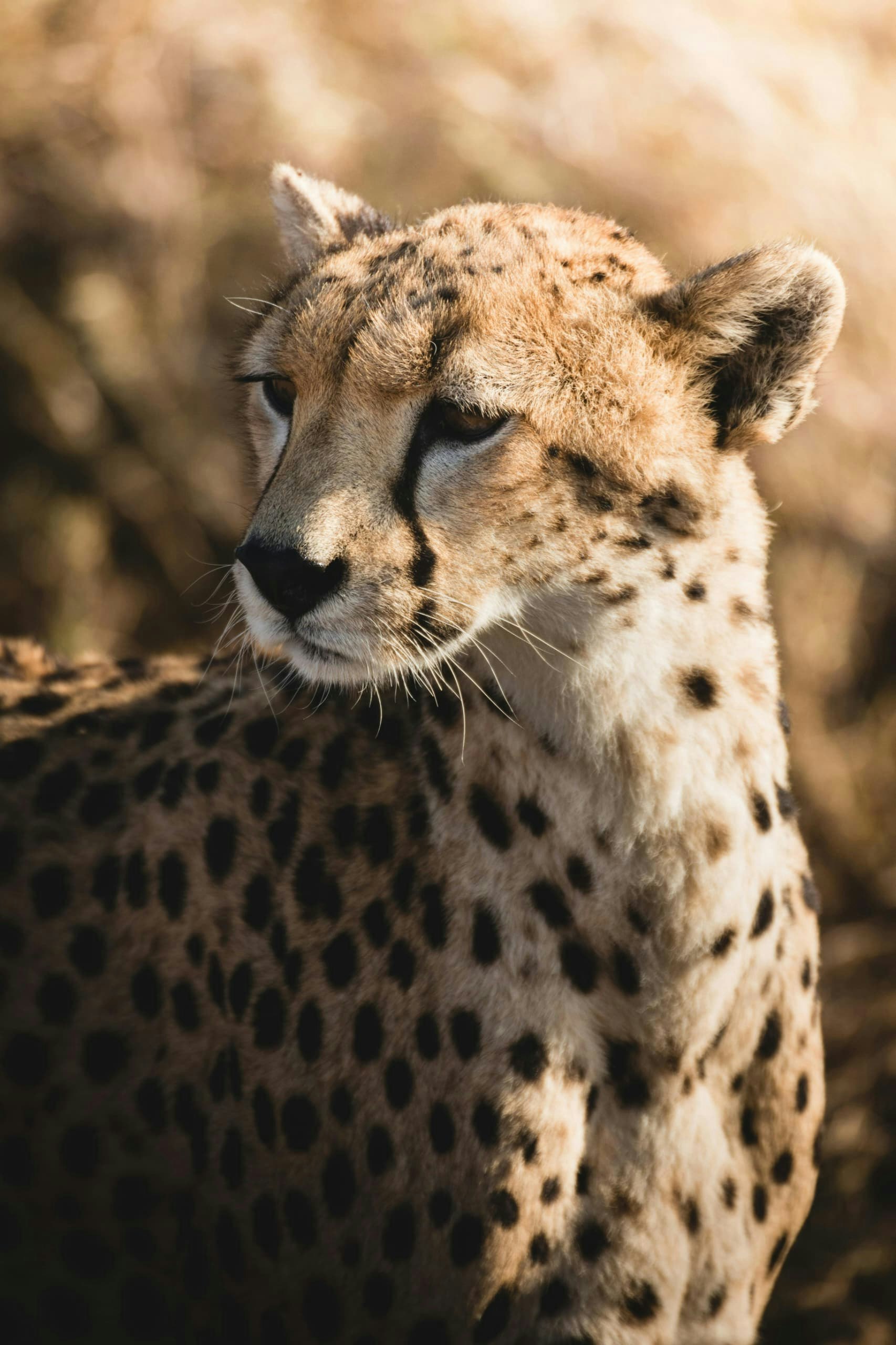 Africantrust Safari gallery image