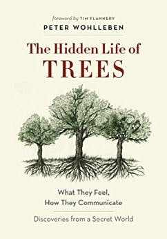 The Hidden Life of Trees media 1