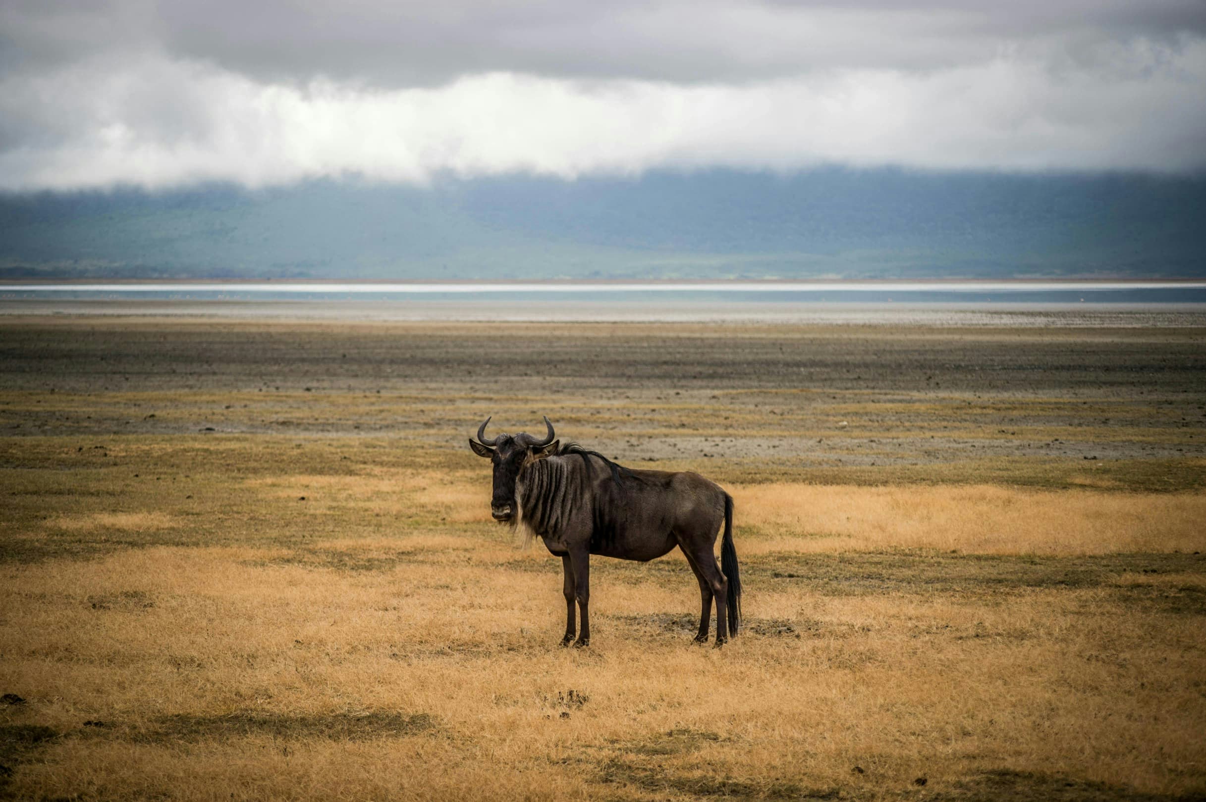 Africantrust Safari gallery image
