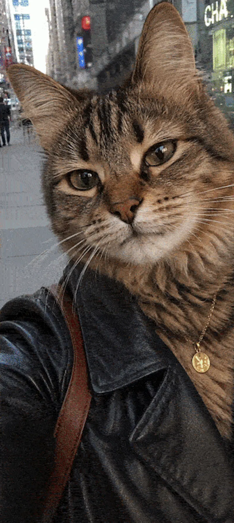 CAT ME app screenshot 2