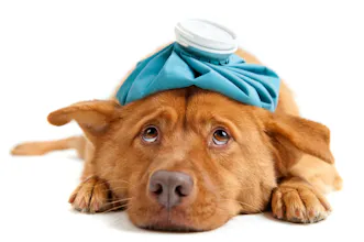Vet Triage Chat Bot gallery image